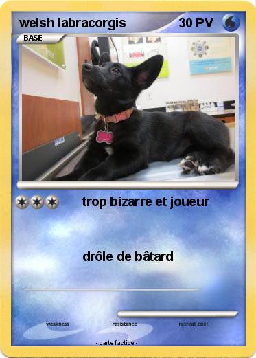 Pokemon welsh labracorgis