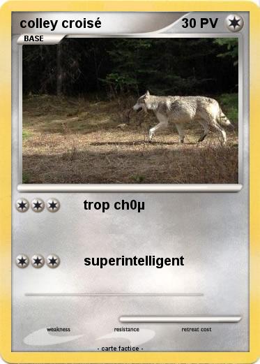 Pokemon colley croisé