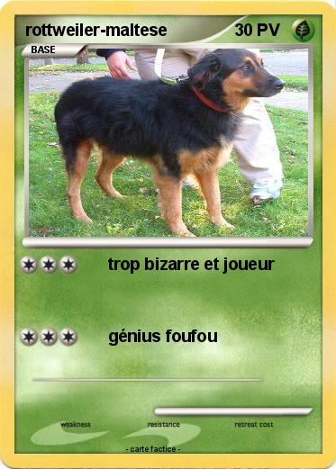 Pokemon rottweiler-maltese