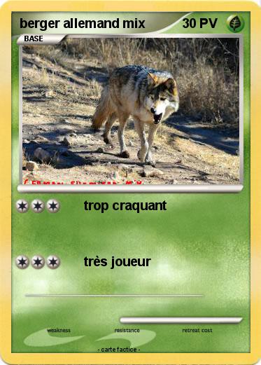 Pokemon berger allemand mix