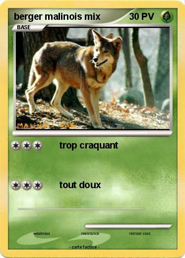 Pokemon berger malinois mix