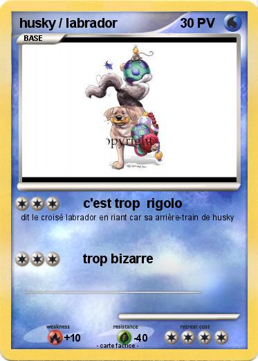Pokemon husky / labrador