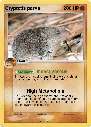 Pokemon Cryptotis parva