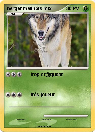 Pokemon berger malinois mix