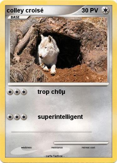 Pokemon colley croisé