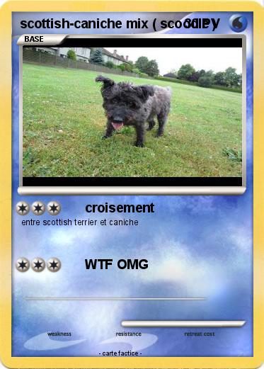Pokemon scottish-caniche mix ( scoodle )