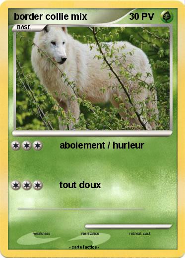 Pokemon border collie mix