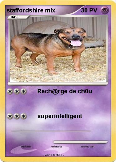 Pokemon staffordshire mix