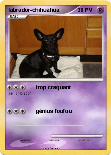 Pokemon labrador-chihuahua