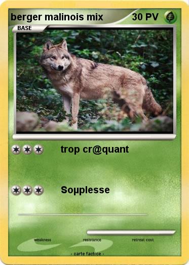 Pokemon berger malinois mix