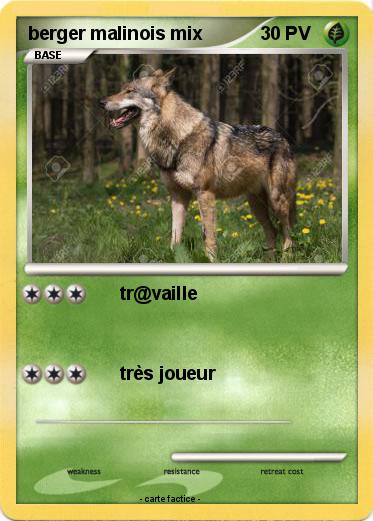 Pokemon berger malinois mix