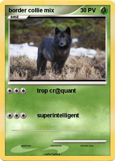 Pokemon border collie mix