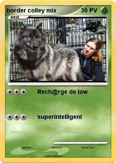 Pokemon border colley mix