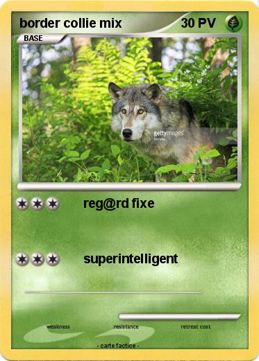 Pokemon border collie mix
