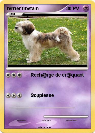 Pokemon terrier tibetain