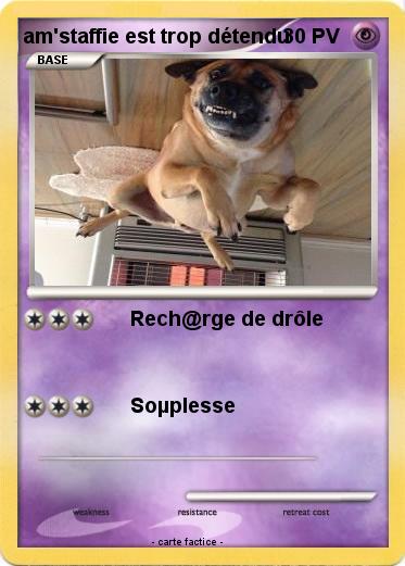 Pokemon am'staffie est trop détendu