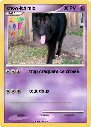 Pokemon chow-lab mix