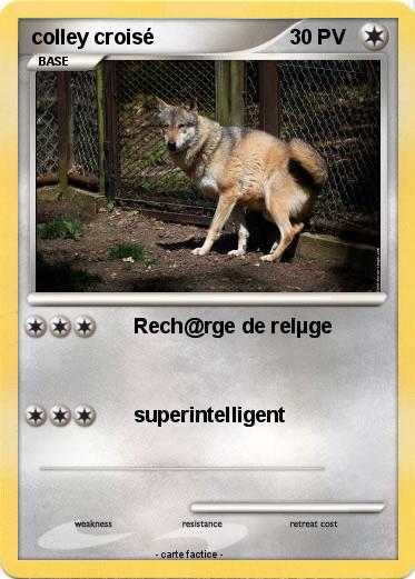 Pokemon colley croisé