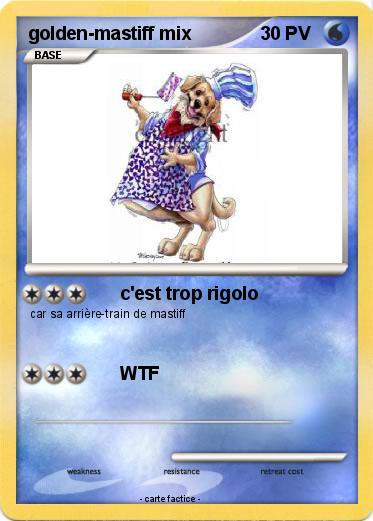 Pokemon golden-mastiff mix