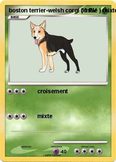 Pokemon boston terrier-welsh corgi ( mâle ) mixte