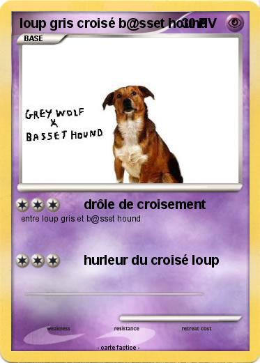 Pokemon loup gris croisé b@sset hound