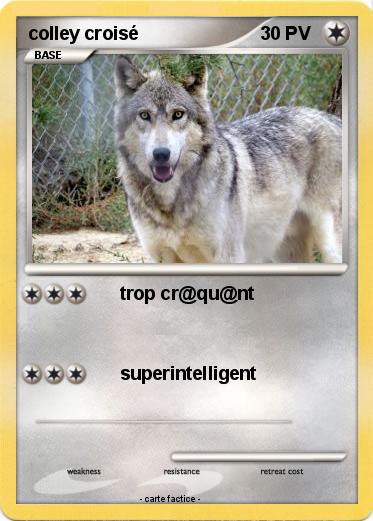 Pokemon colley croisé