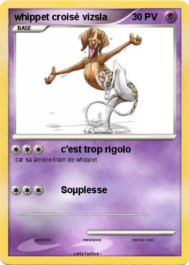 Pokemon whippet croisé vizsla