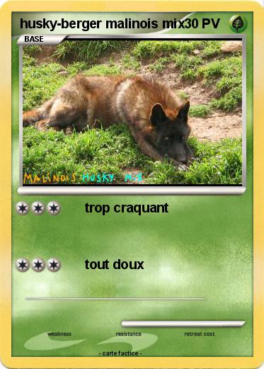 Pokemon husky-berger malinois mix