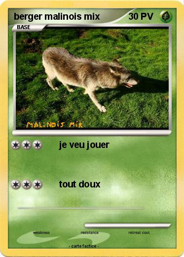Pokemon berger malinois mix