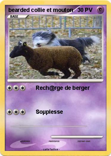 Pokemon bearded collie et mouton