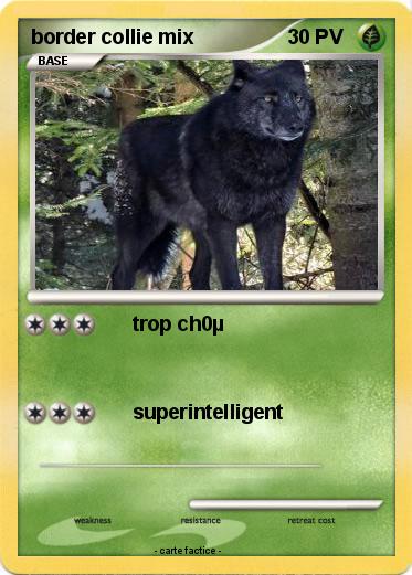 Pokemon border collie mix