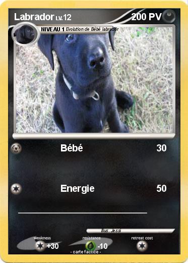 Pokemon Labrador