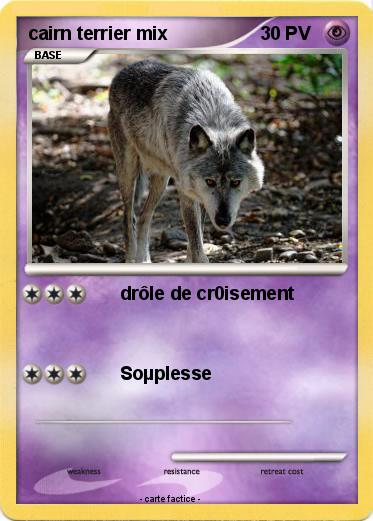Pokemon cairn terrier mix