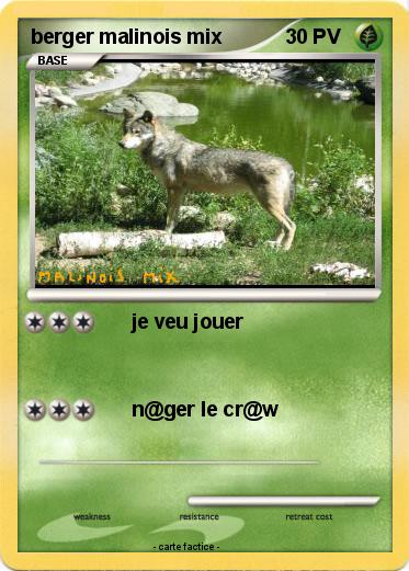 Pokemon berger malinois mix