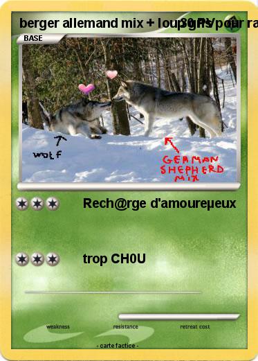 Pokemon berger allemand mix + loup gris pour race