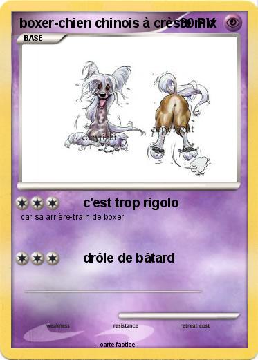 Pokemon boxer-chien chinois à crèste mix