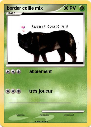Pokemon border collie mix