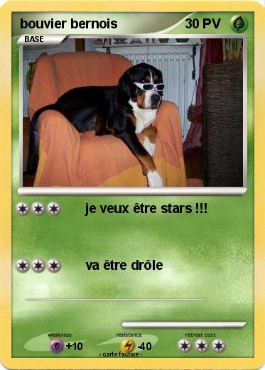 Pokemon bouvier bernois