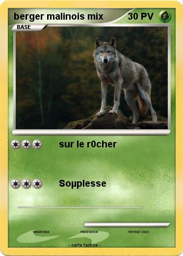 Pokemon berger malinois mix