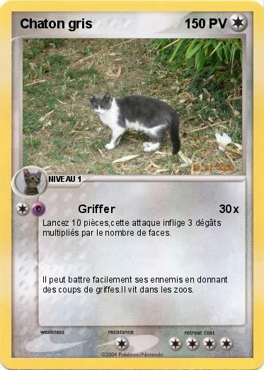 Pokemon Chaton gris