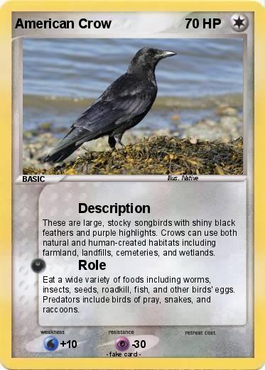 Pokemon American Crow