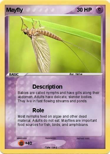 Pokemon Mayfly
