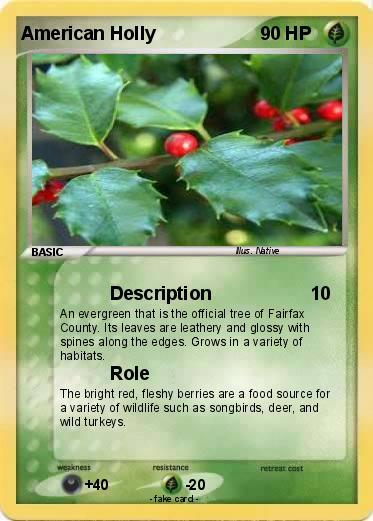 Pokemon American Holly