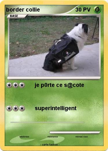 Pokemon border collie
