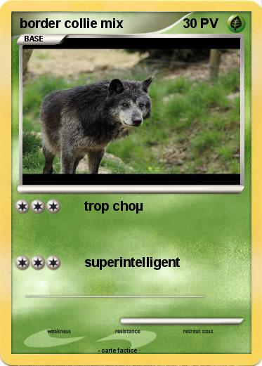 Pokemon border collie mix