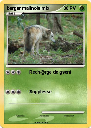 Pokemon berger malinois mix
