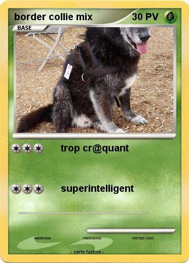 Pokemon border collie mix