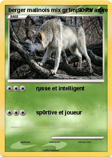 Pokemon berger malinois mix gr1mpe sur arbre