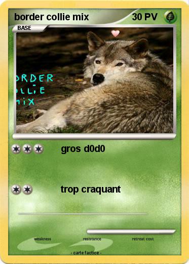 Pokemon border collie mix