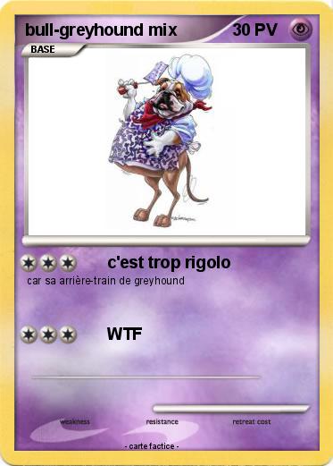 Pokemon bull-greyhound mix